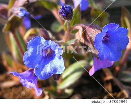 ラングワート 87396945