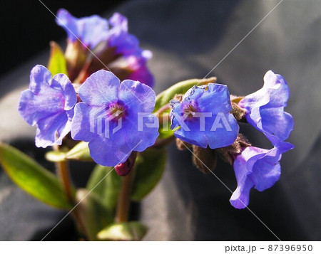 ラングワート ラングワート 87396950