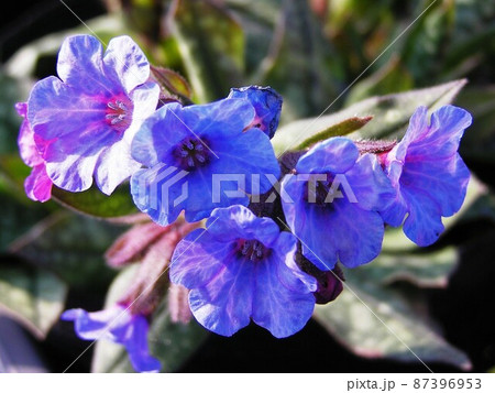 ラングワート ラングワート 87396953