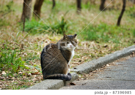 散歩途中で出会う猫 散歩途中で出会う猫 87396985