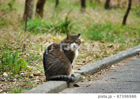 散歩途中で出会う猫 散歩途中で出会う猫 87396986