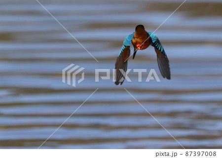 生き物　野鳥　カワセミ、赤い小っちゃな脚がかわいい。飛びながら餌を探す後姿 87397008