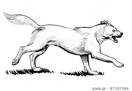 Running white dog. Ink black and white drawing 87397384