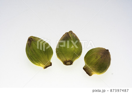 蕗のとう 蕗のとう 87397487