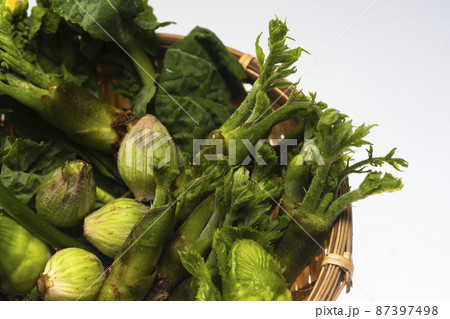 春の山菜 春の山菜 87397498