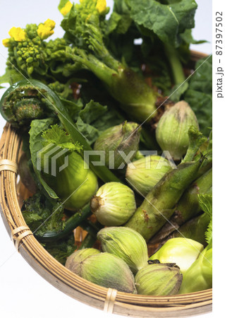 春の山菜 87397502