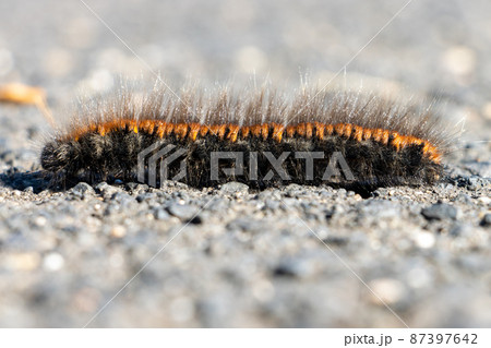 The caterpillar of the fox moth - Macrothylacia rubi, crawls on the road 87397642