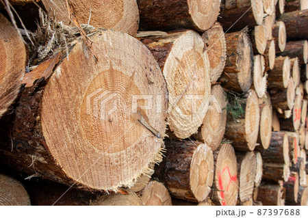 A stacked wooden logs, close up. A stacked wooden logs, close up. 87397688
