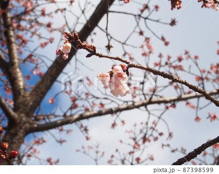 日高支所の日立紅寒桜 日高支所の日立紅寒桜 87398599
