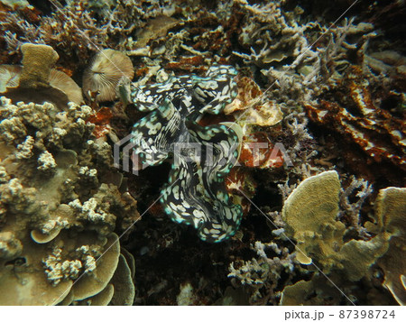 パラオ共和国の海中、サンゴ礁の中のシラナミガイ（Tridacna maxima） 87398724