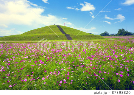 コスモスの花畑と古墳 コスモスの花畑と古墳 87398820