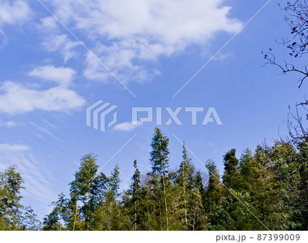 竹と青空の風景【名古屋市牧野ヶ池緑地】 竹と青空の風景【名古屋市牧野ヶ池緑地】 87399009