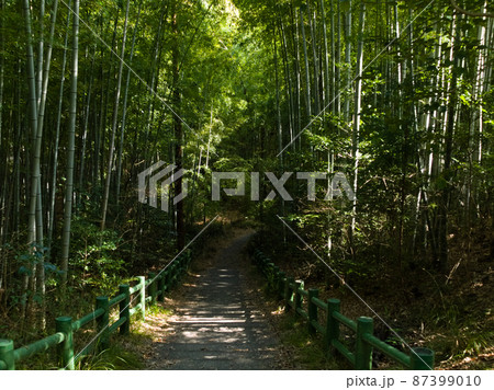 【名古屋市牧野ヶ池緑地】竹の小径 【名古屋市牧野ヶ池緑地】竹の小径 87399010