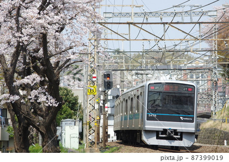 小田急 通勤電車 3000形 急行新宿行と桜2 87399019
