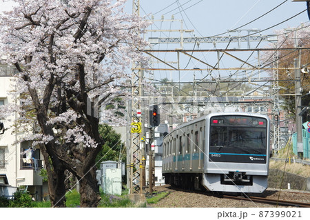 小田急 通勤電車 3000形 急行新宿行と桜1 87399021