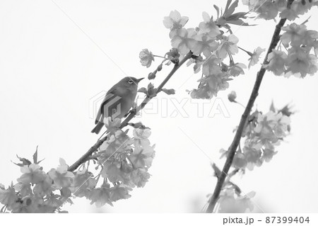 桜の花と戯れるメジロ 87399404