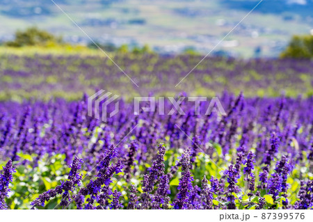 滋賀県高島市 秋のびわこ函館山山頂に広がる紫のサルビア 滋賀県高島市 秋のびわこ函館山山頂に広がる紫のサルビア 87399576