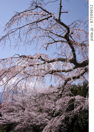 山梨　内船寺の桜 87399652