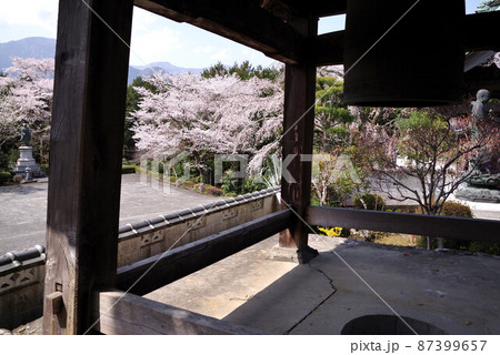 山梨　内船寺の桜 87399657