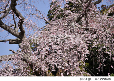 山梨　内船寺の桜 87399680