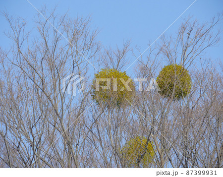 ヤドリギ1 ヤドリギ1 87399931