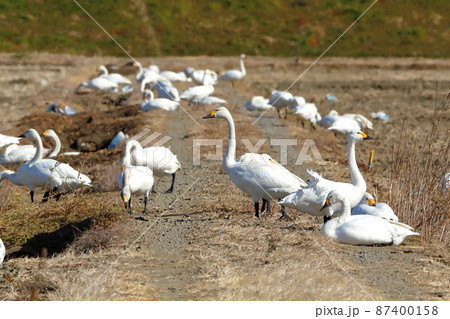 埼玉県坂戸市小沼　エサ場の田んぼに集まる川島町白鳥飛来地のコハクチョウ 87400158