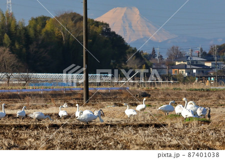 埼玉県坂戸市小沼　エサ場の田んぼにて川島町白鳥飛来地のコハクチョウの群れと富士山 87401038