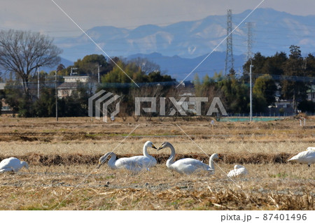 埼玉県坂戸市小沼　エサ場の田んぼにて川島町白鳥飛来地のコハクチョウの群れと秩父連山 87401496
