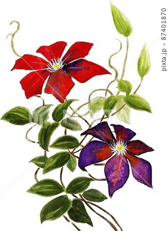 クレマチスの花、白抜き 87401870