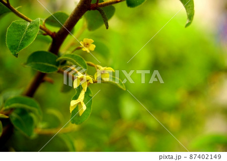 ナツグミの白い花 87402149