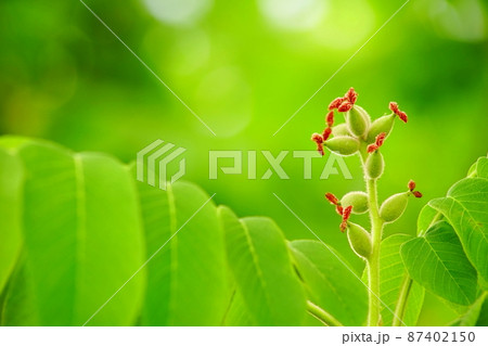 オニグルミの赤い花と葉 87402150