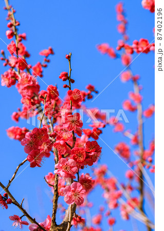 梅の花　紅梅 87402196