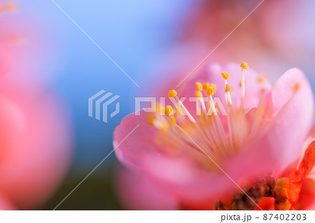 ピンク色の梅の花 87402203