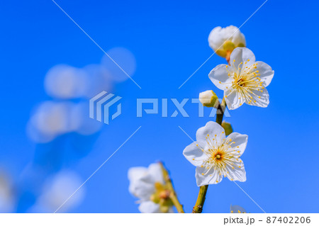 白梅の花 87402206
