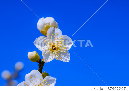 白梅の花 87402207