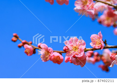 ピンク色の梅の花 87402211