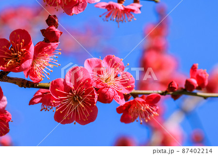 梅の花　紅梅 87402214