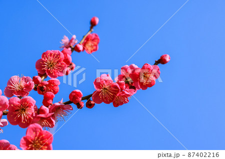 梅の花　紅梅 87402216