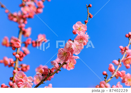 ピンク色の梅の花 ピンク色の梅の花 87402229
