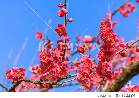 梅の花　紅梅 87402234