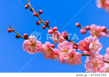 ピンク色の梅の花 87402240