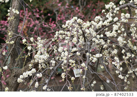 ウメ　Japanese apricot 87402533