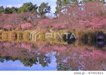 静岡県沼津市井田 明神池周辺の河津桜並木と水鏡の映り込み 静岡県沼津市井田 明神池周辺の河津桜並木と水鏡の映り込み 87402823