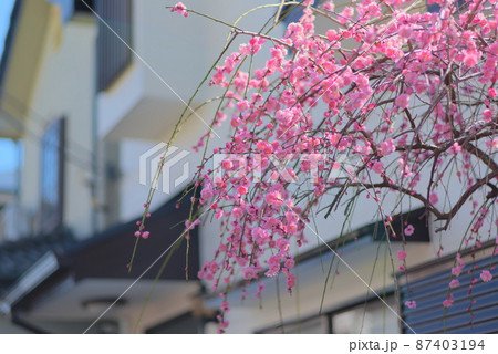 自宅の庭で撮影した枝垂れ梅 87403194