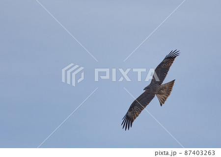 手賀沼の野鳥冬　トビ 87403263