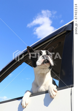 大好きな青空ドライブに行き嬉しそうに景色を眺める愛犬ボストンテリアのマイティくん 大好きな青空ドライブに行き嬉しそうに景色を眺める愛犬ボストンテリアのマイティくん 87403314