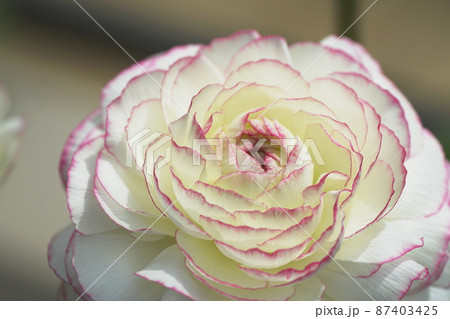 ラナンキュラス Ranunculus ラナンキュラス Ranunculus 87403425