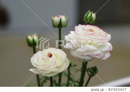ラナンキュラス Ranunculus ラナンキュラス Ranunculus 87403427