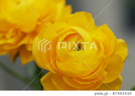 ラナンキュラス Ranunculus ラナンキュラス Ranunculus 87403430