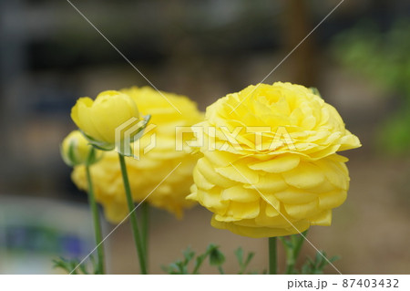 ラナンキュラス　Ranunculus 87403432